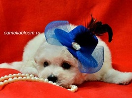 щенки Бишон Фризе на продажу Москва Бишон Фризе питомник Cameliabloom