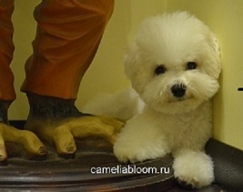 щенки Бишон Фризе на продажу Москва Бишон Фризе питомник Camelia Bloom