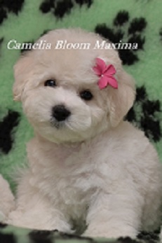 щенки Бишон Фризе на продажу Москва Бишон Фризе питомник Camelia Bloom