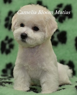 щенки Бишон Фризе на продажу Москва Бишон Фризе питомник Camelia Bloom