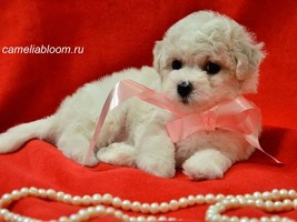 щенки Бишон Фризе на продажу Москва Бишон Фризе питомник Camelia Bloom