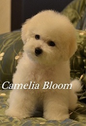 щенки Бишон Фризе на продажу Москва Бишон Фризе питомник Camelia Bloom